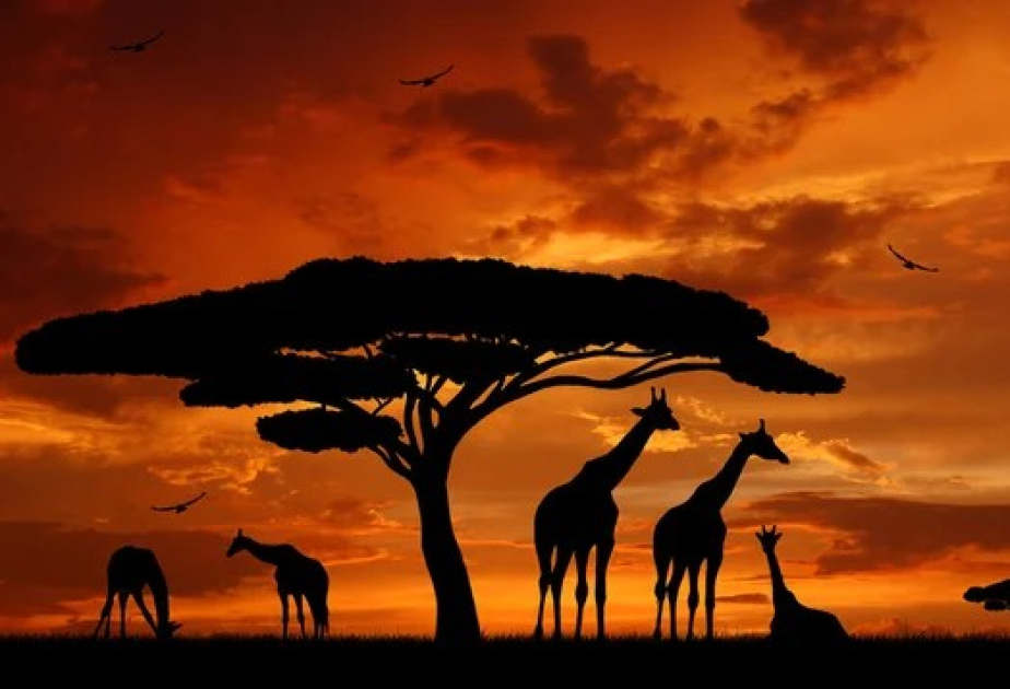İqlim fondu Afrika ölkələrində vəhşi təbiətin qorunması istiqrazlarının buraxılmasına yönəldilib