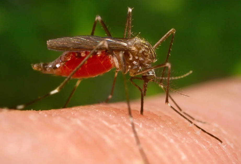 Klimawandel begünstigt das Virus: West-Nil-Fieber fordert Todesopfer in Italien