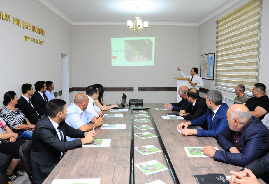 Qəhvəyi mərmər bağacığına qarşı mübarizə tədbirləri davam etdirilir