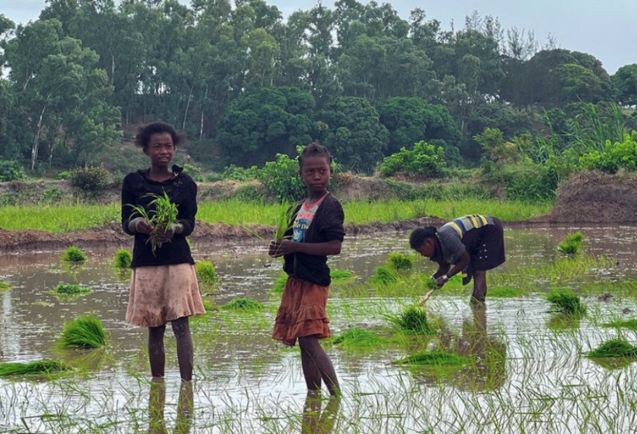 Low-income countries hit hardest by global food price inflation