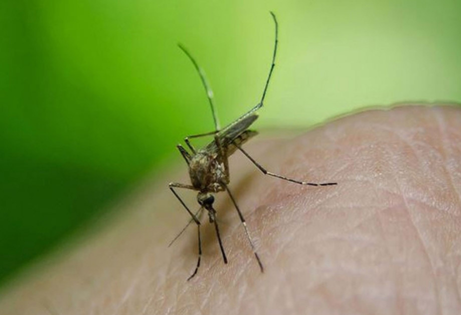 Italie : multiplication des cas d'infection par le virus du Nil occidental