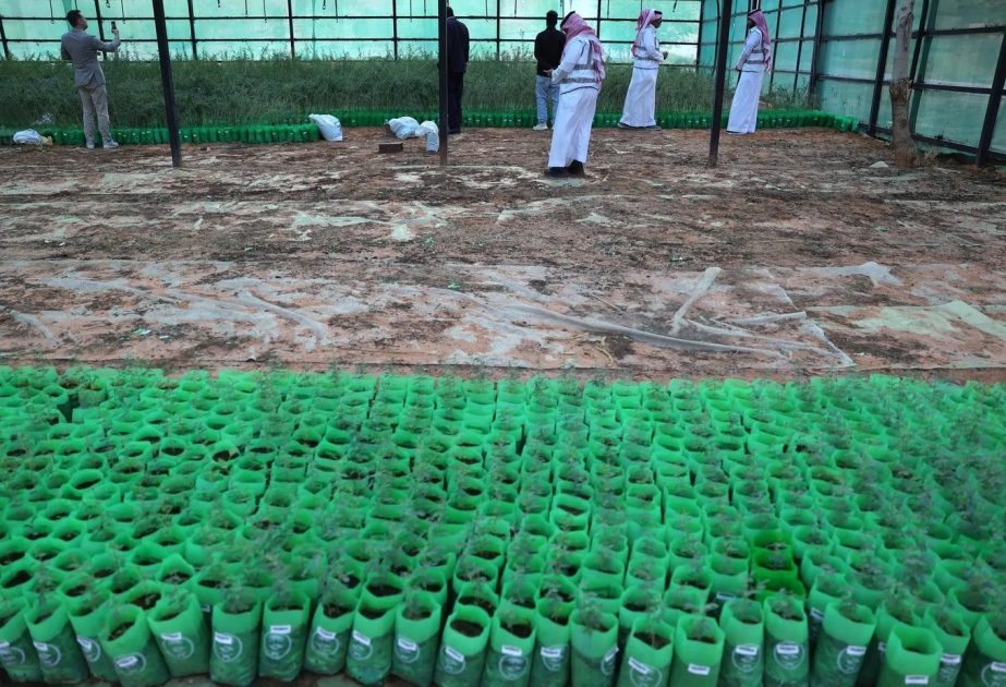 السعودية تخطط لزراعة 100 مليون شجرة بحلول عام 2030