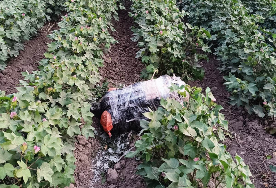 Külli miqdarda narkotik vasitənin ölkə ərazisinə keçirilməsinin qarşısı alınıb