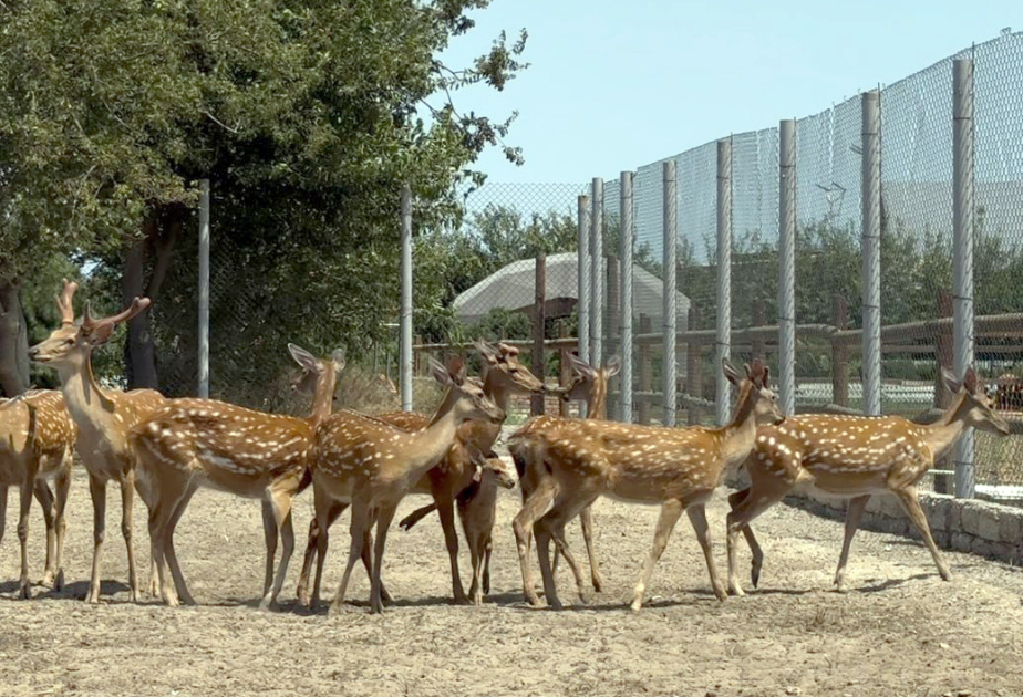 Efforts continue to rescue illegally held wild animals in Azerbaijan