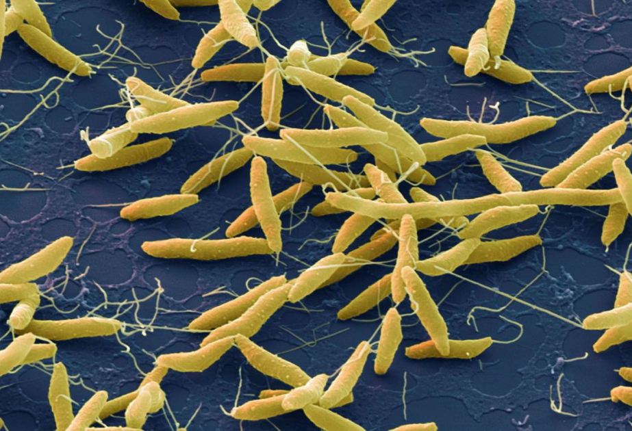 В Швеции зафиксирована вспышка случаев инфекции Campylobacter