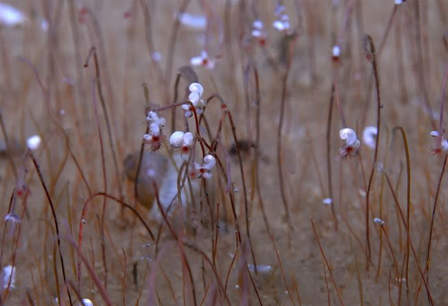 'Communities' of strange, extreme life seen for first time in deep ocean