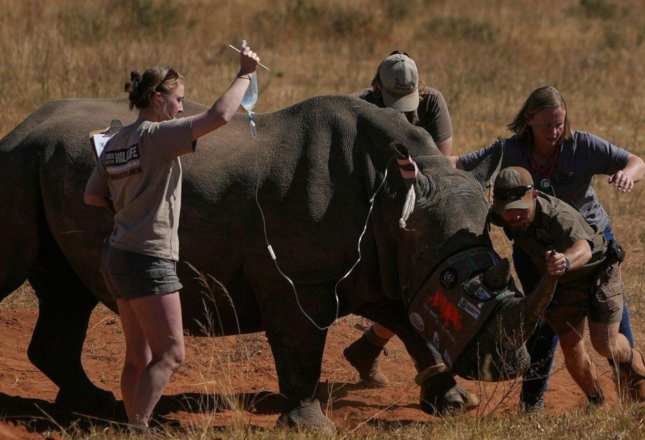 Rhino horns turned radioactive to fight poachers in South Africa