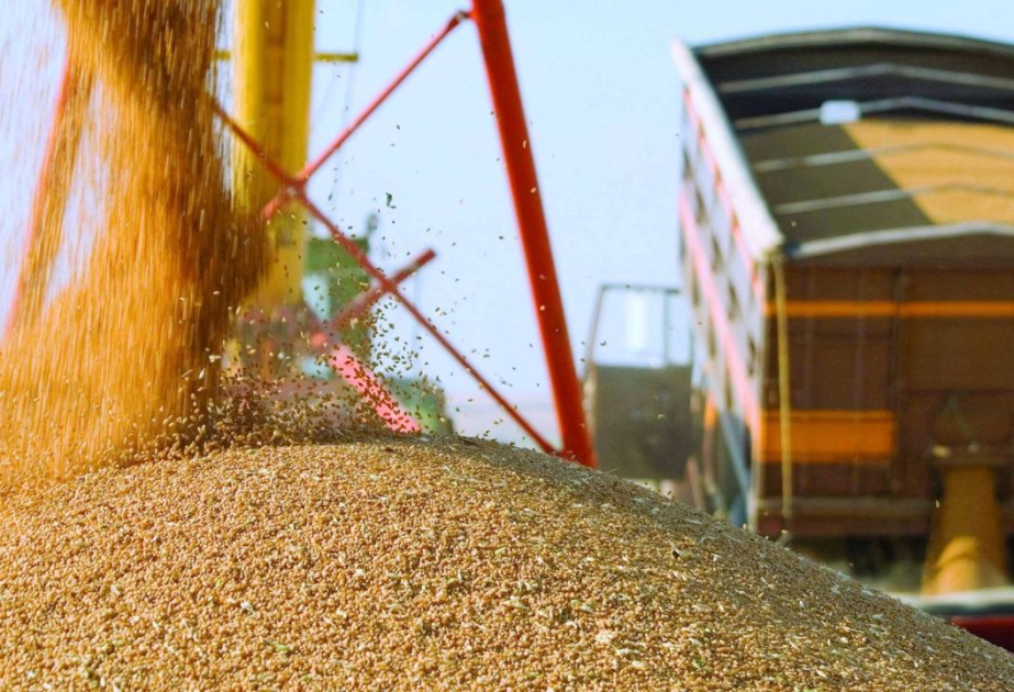 Азербайджан увеличил закупки зерна из Казахстана в 120 раз