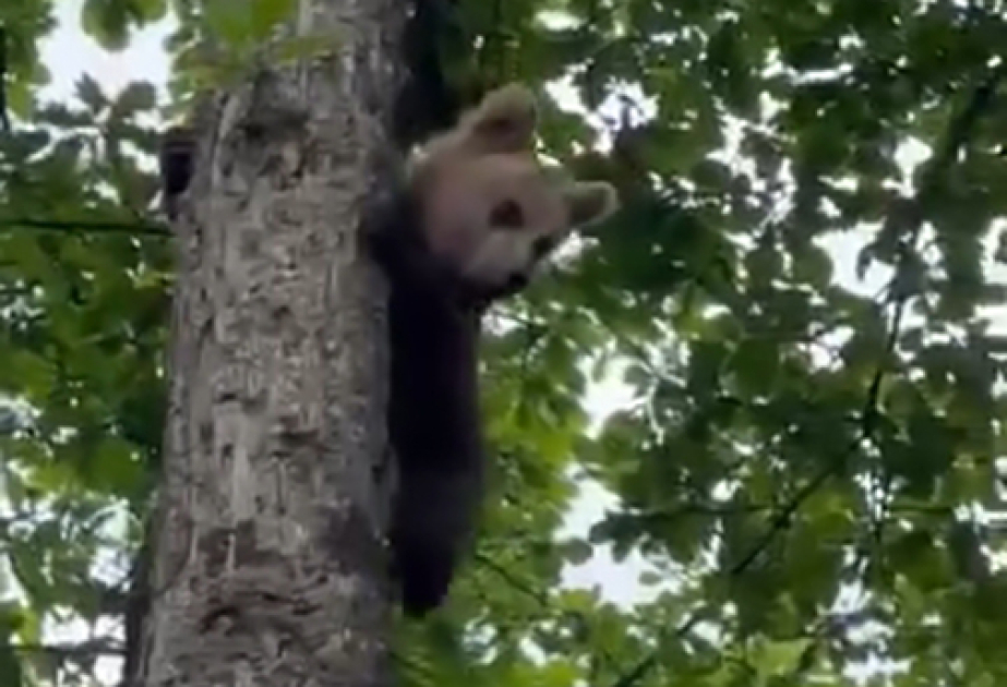 Laçın meşəsində ağaca dırmanan ayı balasının maraqlı hərəkətləri - FOTOLAR  VİDEO