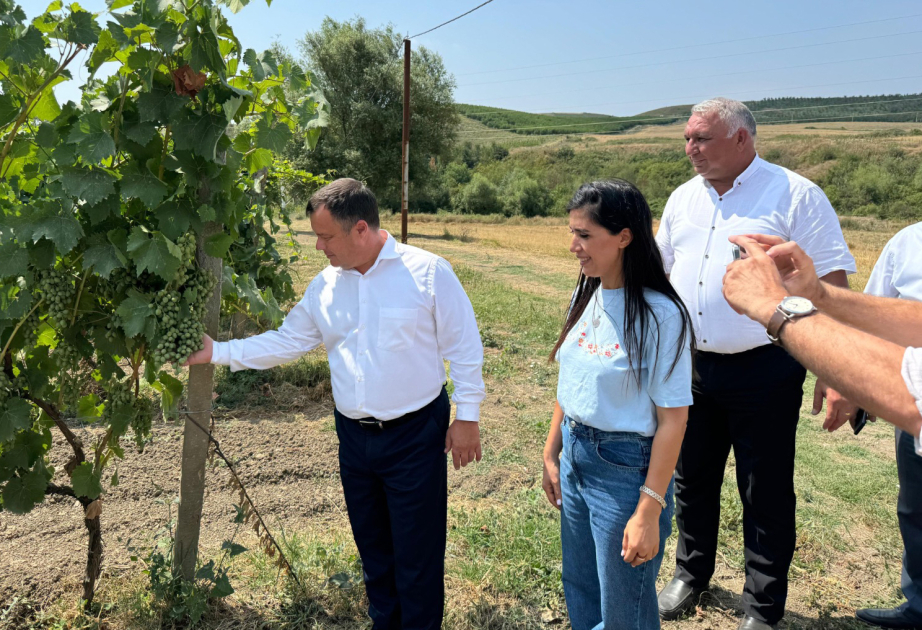 Şamaxıda Moldovanın üzüm sortlarından ibarət nümayiş bağı salınıb