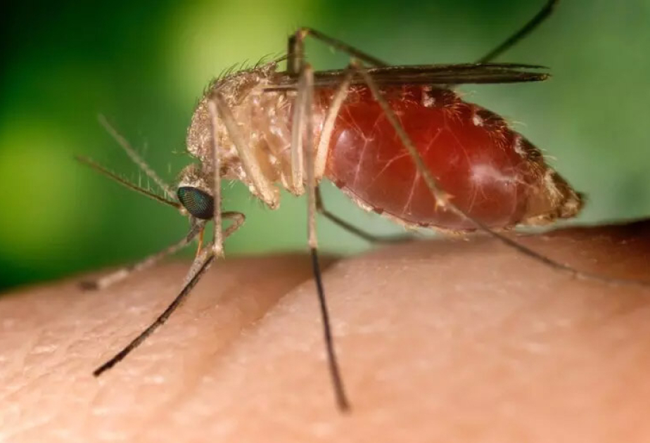 Italy’s West Nile Virus victims rise to 20