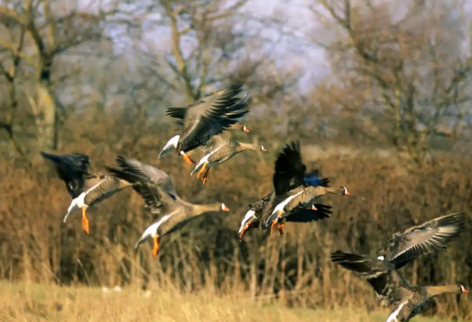 Норвегия и Швеция поссорились из-за горной гусыни