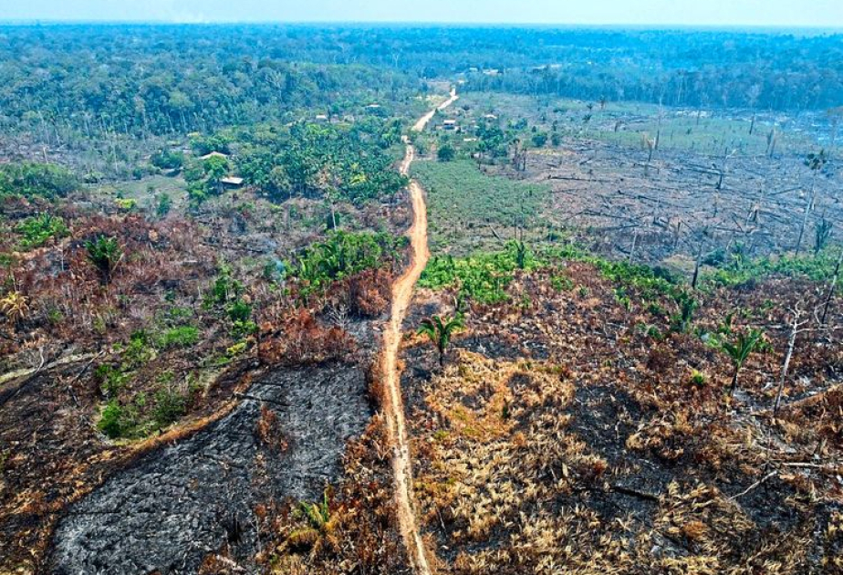 52 Millionen Hektar Natur im Amazonas in 40 Jahren zerstört