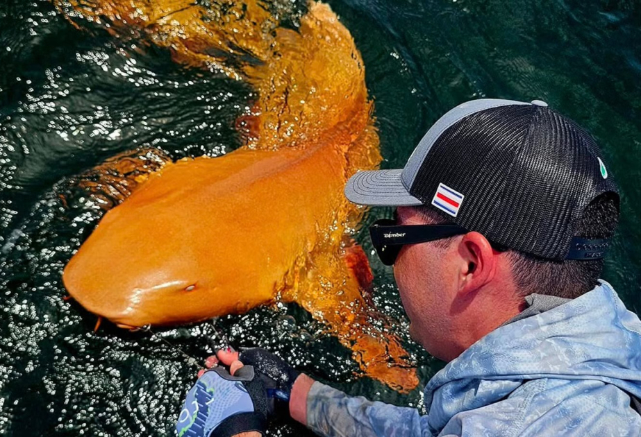 Extremely rare bright orange shark with white eyes discovered in the Caribbean