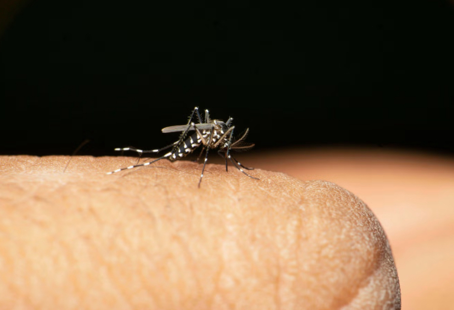 Deadly tropical virus could reach London due to rising temperatures, scientists warn