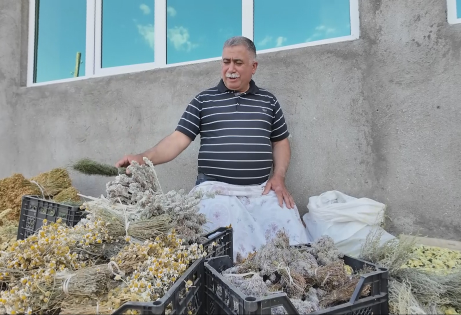 Ucqar dağ rayonunda sakinlər dərman bitkilərindən gəlir əldə edirlər VİDEO