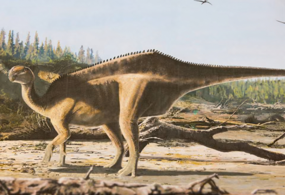 İngiltərədə yeni dinozavr növü aşkar edilib