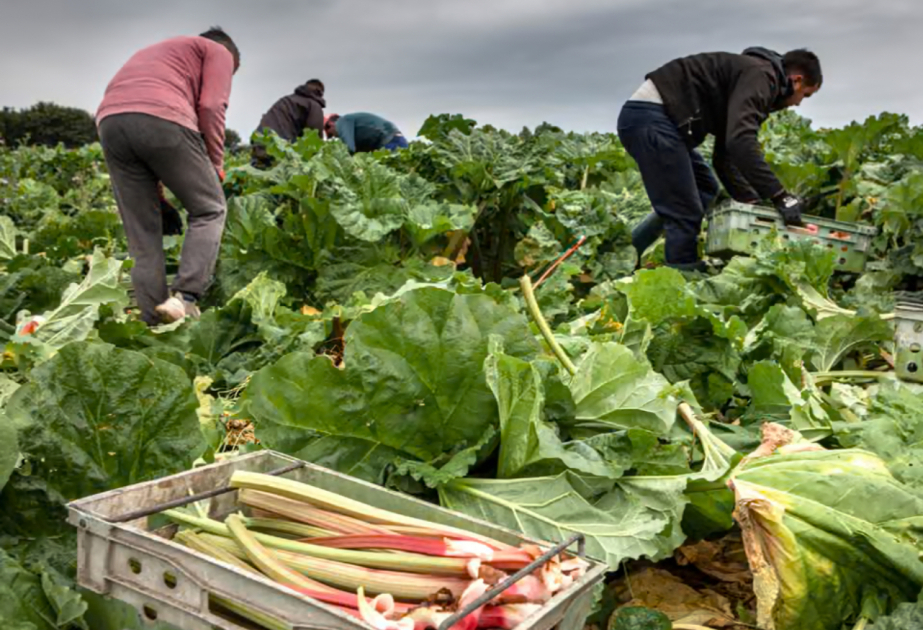 Post-Brexit licences for exporting food to EU cost UK firms up to £65m last year