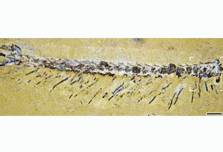 An ancient signpost: Minute fossils tell big story about arthropod evolution