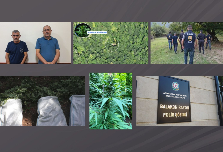 DİN: Balakəndə dağlarda narkoplantasiya salan silahlı şəxslər saxlanılıb