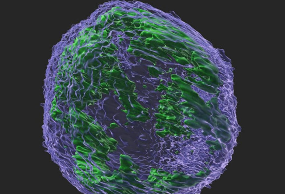 New drug targets cancer cell mitochondria to halt head and neck tumors