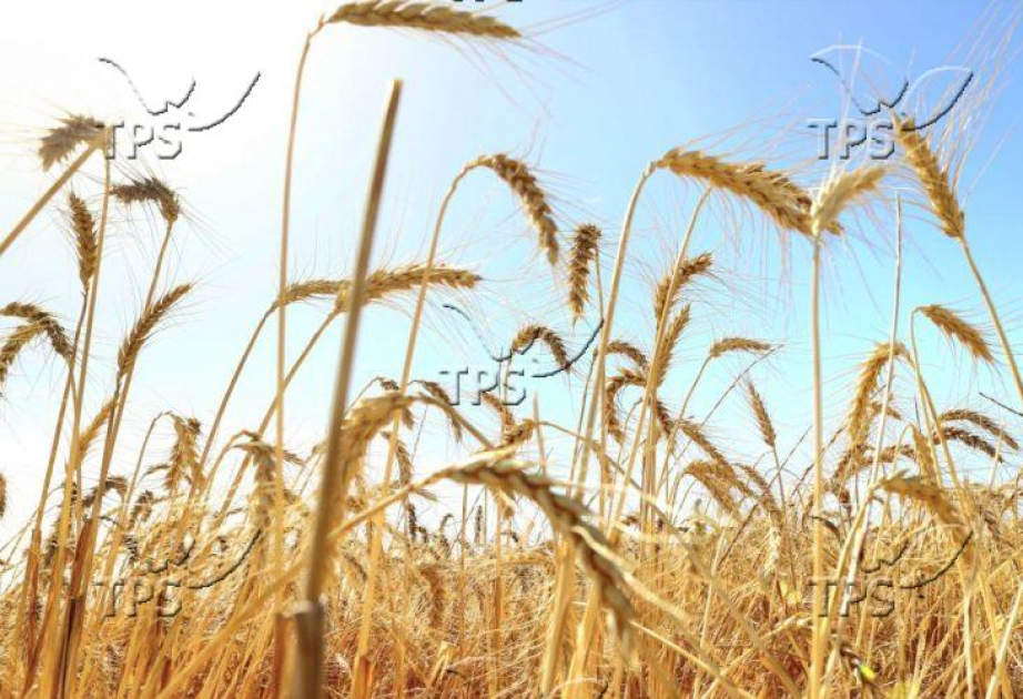 Israel and Moldova sign strategic wheat partnership to boost food security