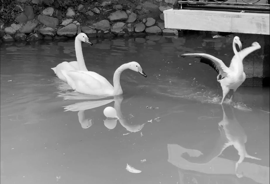 IDEA rescató a animales que se encontraban ilegalmente en Khachmaz