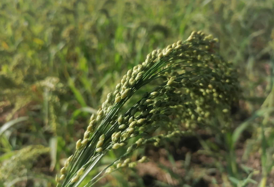 Biləsuvarda darıçılıq inkişaf etdirilir VİDEO
