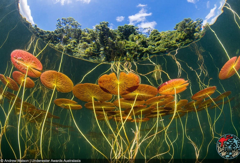 “Underwater Awards Australasia 2025” sualtı fotoşəkil müsabiqəsinin qalibləri müəyyənləşib