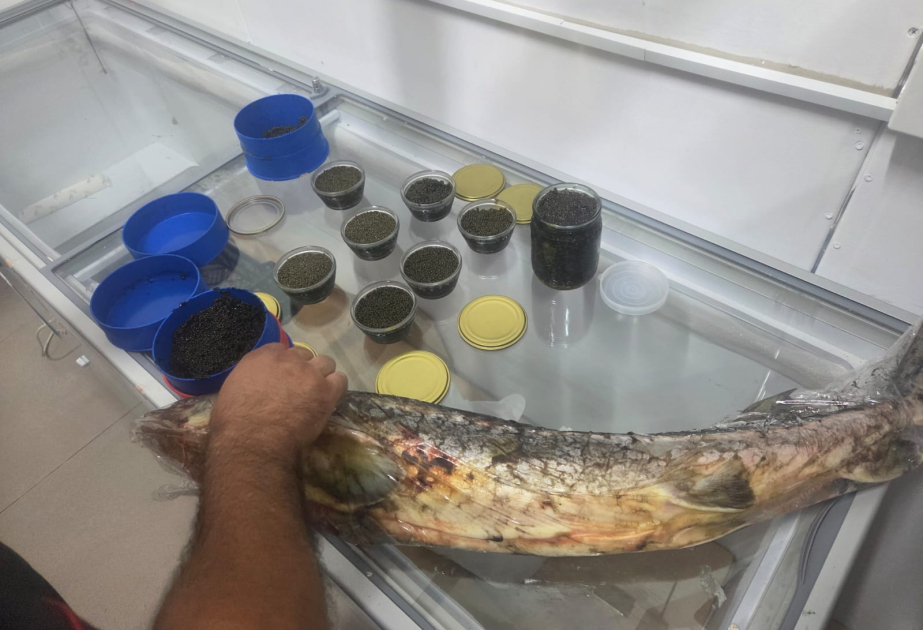 Sosial şəbəkələr vasitəsilə qanunsuz nərə balığı və kürüsü satan şəxslərlə bağlı reydlər davam edir
