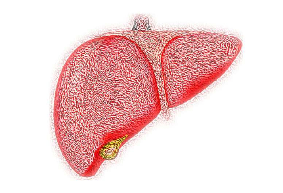 Chronic alcohol use halts liver cell regeneration, new study finds