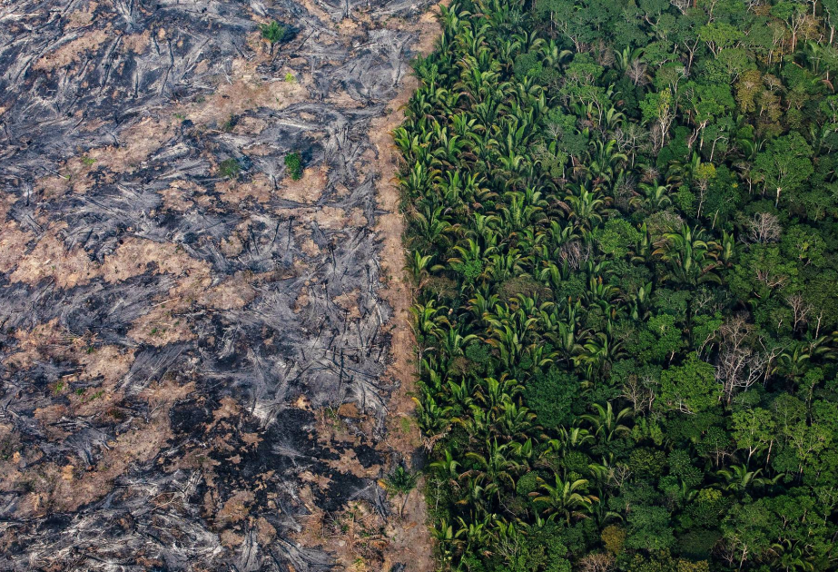 Across eight Amazon countries, forests on Indigenous lands reduce spread of 27 diseases - Peer-reviewed study