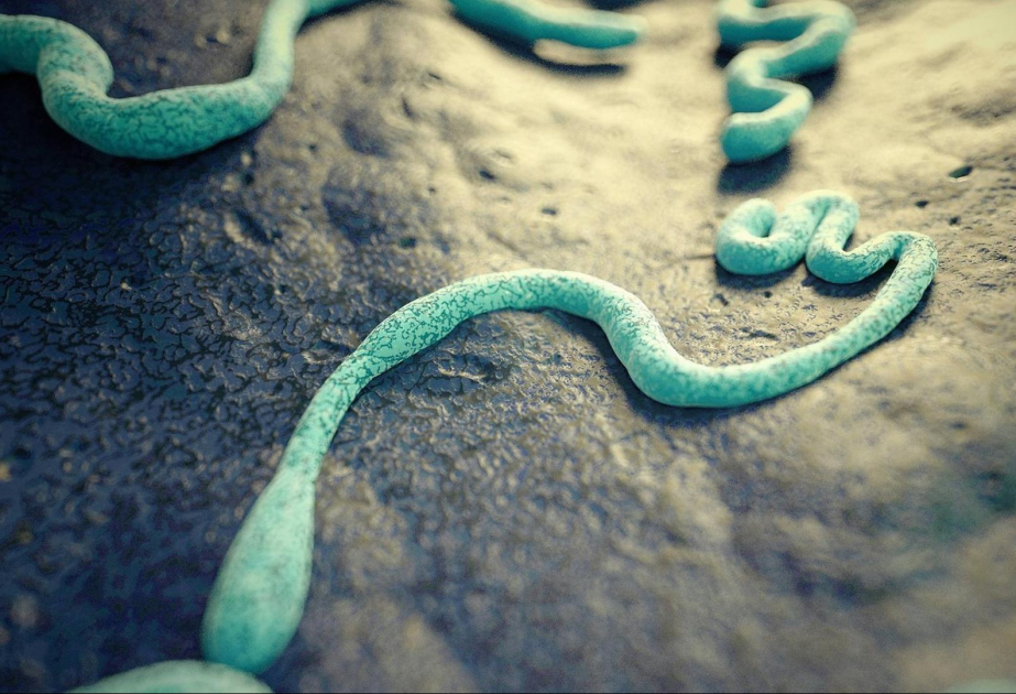Kongo: Impfkampagne startet nach Ebola-Infektionen