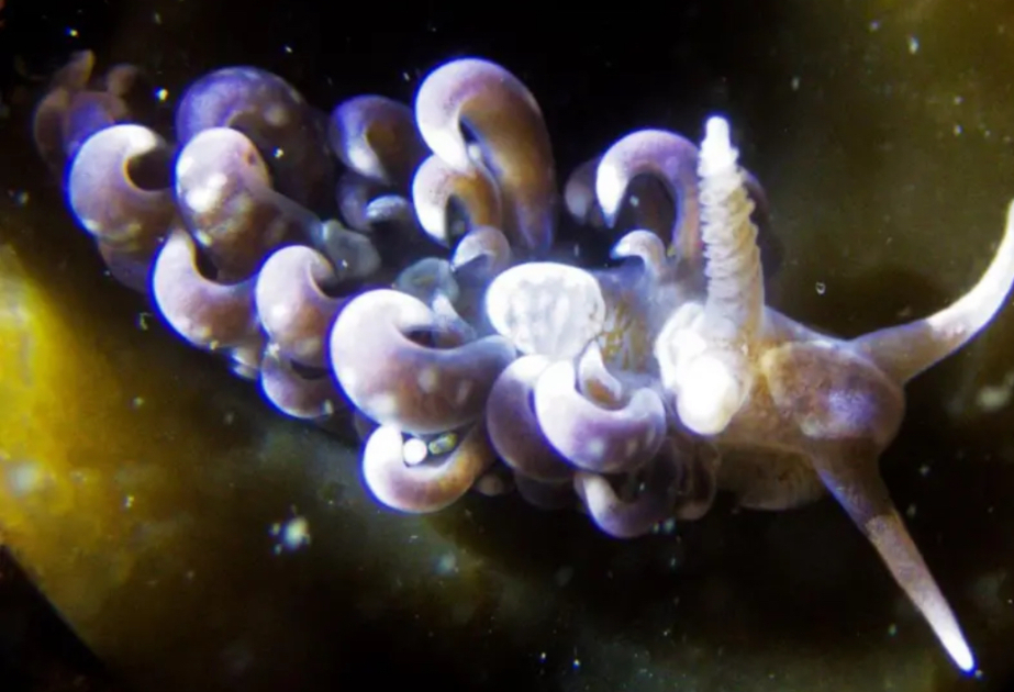 Tropical 'hair curler slug' found in UK waters