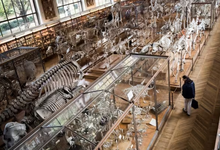 Paris : enquête ouverte après le vol de pépites d’or au Muséum d’Histoire naturelle