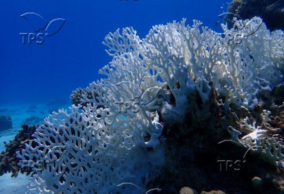 Gulf of Eilat corals survive record heatwaves, offering global hope