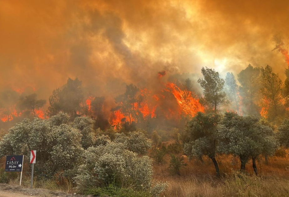 土耳其发生森林火灾