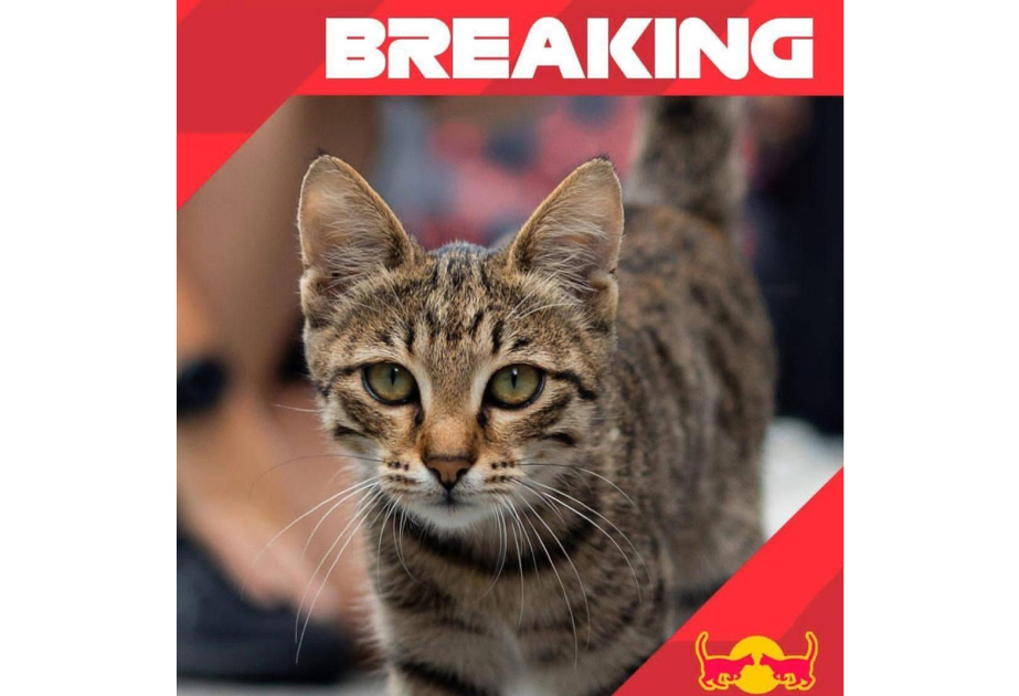 Formula 1 Azərbaycan Qran-Prisinin zərif “iştirakçısı”