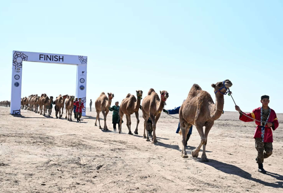 Караван верблюдов в Казахстане может попасть в Книгу рекордов Гиннесса