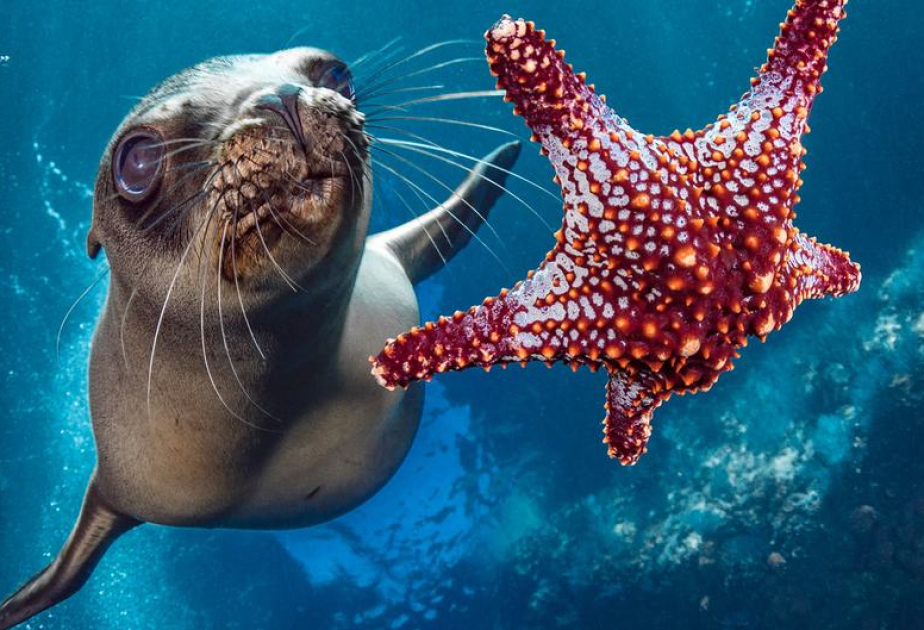UN ‘high seas’ treaty clears ratification threshold, to enter into force in January
