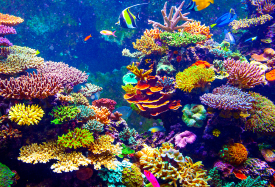 Les coraux ne survivront pas à la hausse de la température de la planète
