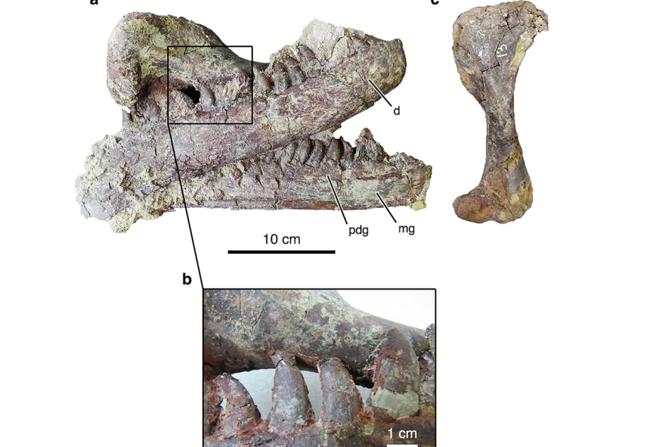 Gigantic dinosaur with 'claws like hedge trimmers' found with croc leg still in its jaws in Argentina