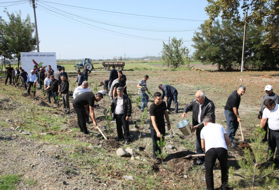 Bərdədə keçirilən aksiyada 500 ədəd Eldar şamı əkilib