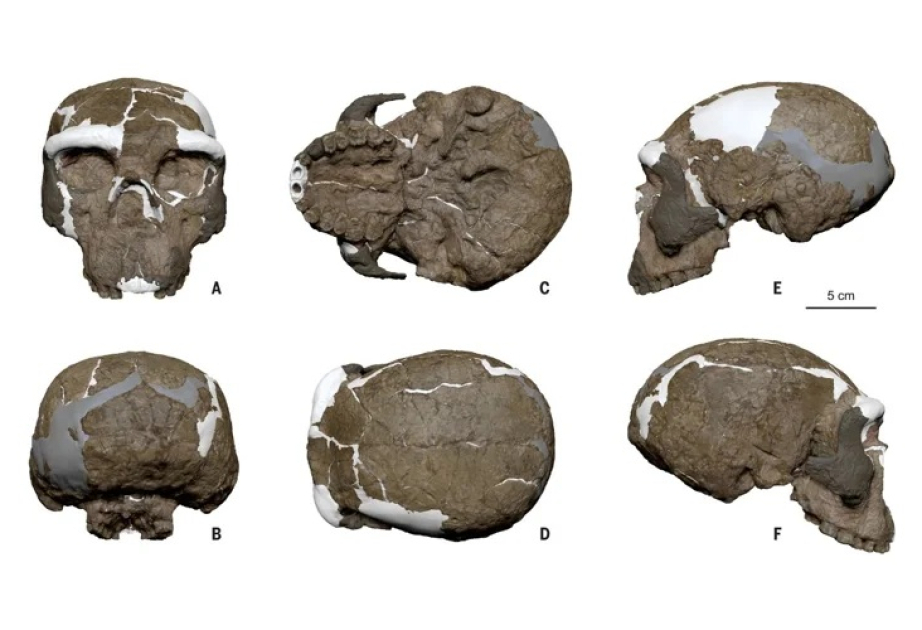 A million-year-old skull changes the story of human evolution