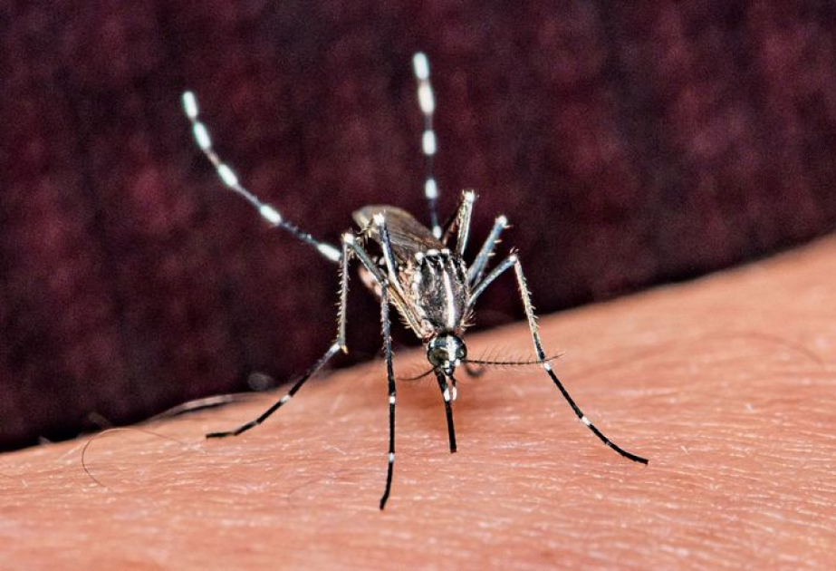 Chikungunya-Virus breitet sich in Italien weiter aus