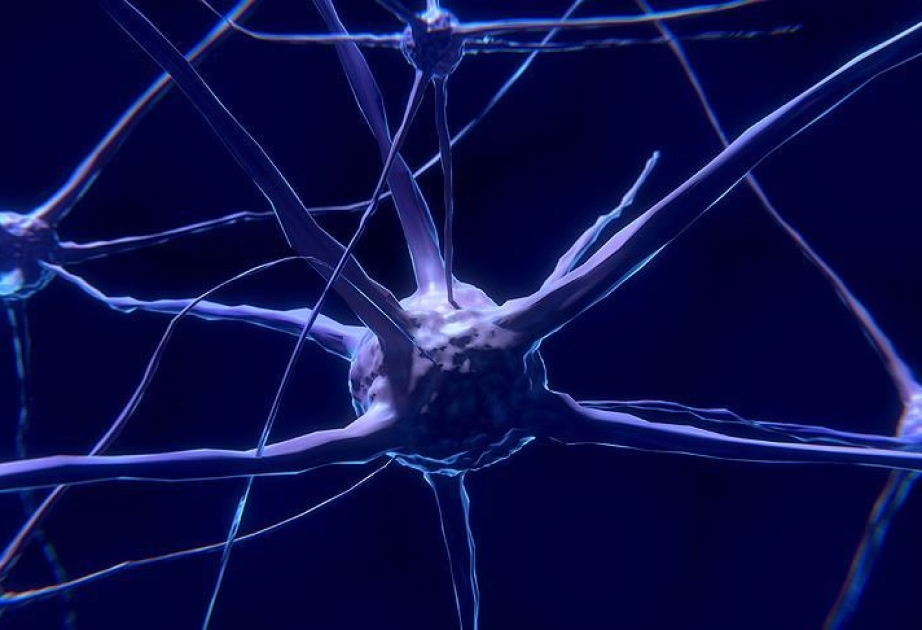 Scientists grow mini human brains to power computers