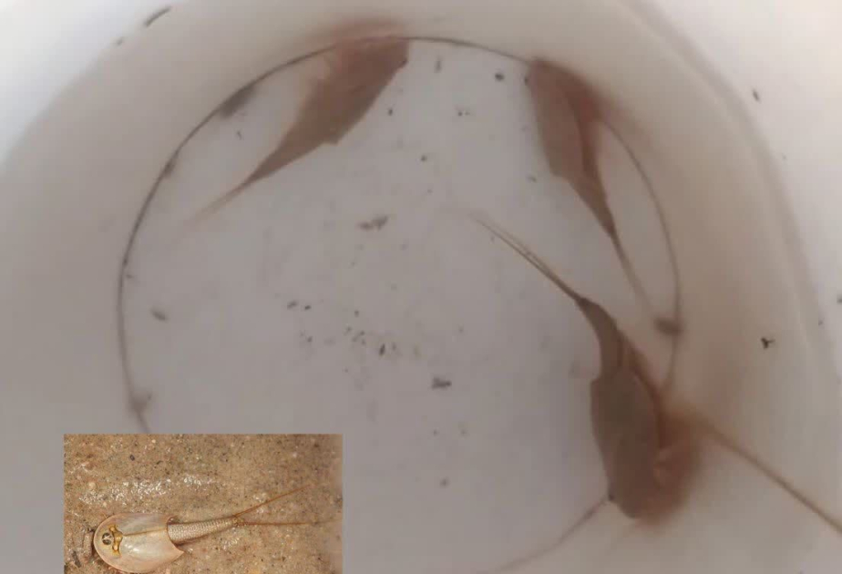Ancient ‘living fossil’ tadpole shrimp discovered in central Iran