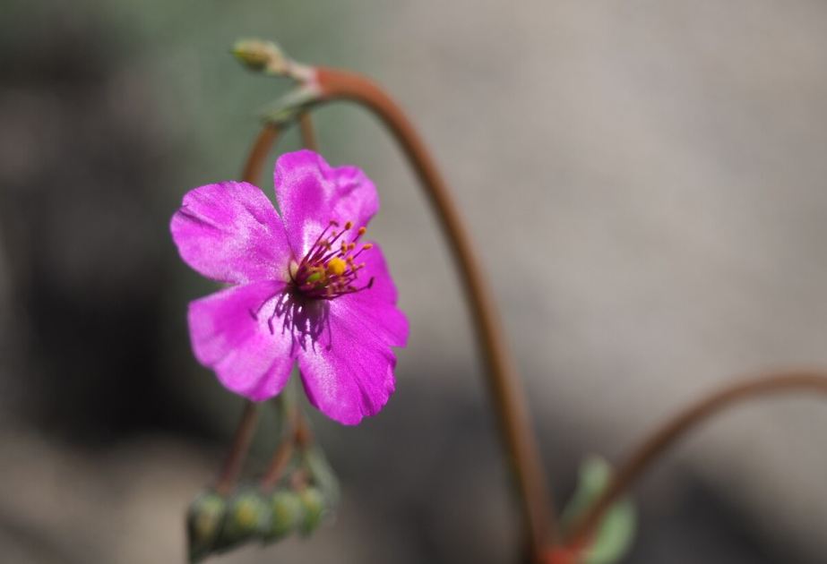 Chile's Atacama desert flower could hold key to drought tolerant crops