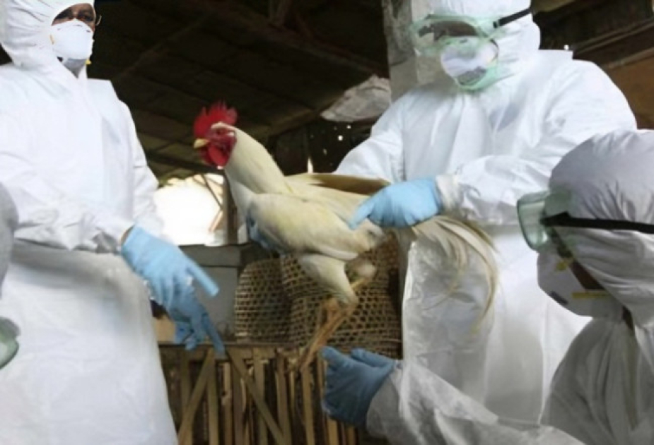 AQTA: Epizootik vəziyyət nəzarətdə saxlanılır