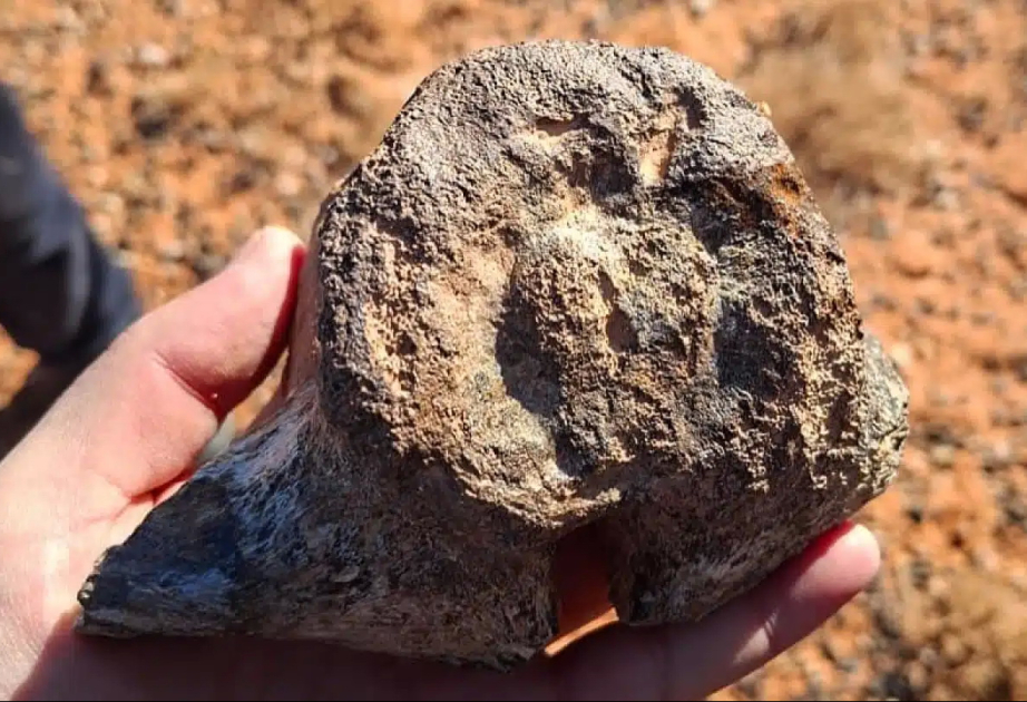 В Казахстане археологи нашли окаменелые останки динозавра